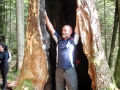 Dziupla z niedźwiedziem w Krzywcze - okolice Skolego