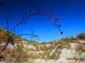 Dzika róża rosnąca w kamieniołomie w Bóbrce w pobliżu zapory w Solinie.