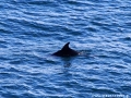 Delfiny w Morzu Czarnym widoczne podczas wędrówki po Nowym Świecie. KRYM
