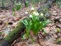 Śnieżyce wiosenne rosnące wśród korzeni buków.
