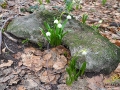 Śnieżyce wiosenne rosnące wśród kamieni.