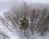Widok na drzewa ze szczytu wieży widokowej nad Mucznem początkiem zimy.