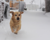 Labrador Niko najbardziej z wszystkich cieszy się przyjściem zimy w Bieszczady!