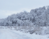 Tory na linii kolejowej między Zagórzem, a Komańczą, a tak dokładnie w Wysoczanach, linia telefoniczna, a wyżej las pokryty śniegiem...