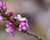 WAWRZYNEK WILCZEŁYKO - jeden z wiosennych kwiatów na pograniczu Bieszczad i Beskidu Niskiego, który jest niepowtarzalną atrakcją podczas wycieczek po Województwie Podkarpackim.