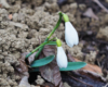 Śnieżyczka przebiśnieg - jeden z wiosennych kwiatów na pograniczu Bieszczad i Beskidu Niskiego, który jest niepowtarzalną atrakcją podczas wycieczek po Województwie Podkarpackim.