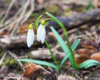 Śnieżyczka przebiśnieg - jeden z wiosennych kwiatów na pograniczu Bieszczad i Beskidu Niskiego, który jest niepowtarzalną atrakcją podczas wycieczek po Województwie Podkarpackim.