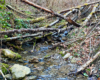Potok spływający z góry Biały Wierch 597m do rzeki Osława i liczne na nim wodospady, kaskady oraz stare drzewa.