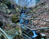 Potok spływający z góry Biały Wierch 597m do rzeki Osława i liczne na nim wodospady, kaskady oraz stare drzewa.
