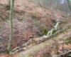 Potok spływający z góry Biały Wierch 597m do rzeki Osława i liczne na nim wodospady, kaskady oraz stare drzewa i atrakcje.