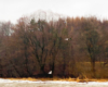 Nurogęsi i czapla biała frunące nad rzeką Osława.