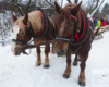 Koniki czekające na Turystów pragnących skorzystać z najciekawszej atrakcji zimą w Bieszczadach to jest KULIGU.