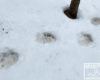 Ślady niedźwiedzia na śniegu w Bieszczadach wokół pasieki z pszczołami.