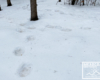 Ślady niedźwiedzicy i młodego niedźwiadka na śniegu pod koniec zimy w Bieszczadach.