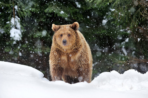 Niedźwiedź po wyjściu z gawry pod koniec zimy w Bieszczadach - liczba niedźwiedzi, atak na pasiekę z pszczołami w Szczawnem.