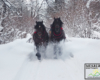 Czasami mamy wrażenie, że konie celowo trącają śnieg by wylatywał wysoko w górę - jakby im sprawiało to radość ;-)