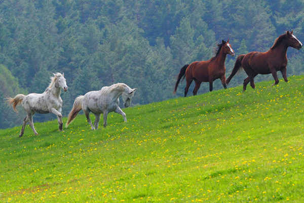 Konie na granicy Bieszczad i Beskidu Niskiego po raz pierwszy po zimie wybiegły na pastwiska - atrakcja