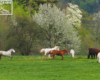 Konie, góry i kwitnące wiosną drzewa na granicy Bieszczad i Beskidu Niskiego - stadnina OJ Tarpan Wysoczany.