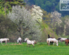 Konie, góry i kwitnące wiosną drzewa na granicy Bieszczad i Beskidu Niskiego - stadnina OJ Tarpan Wysoczany.