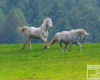 Konie wiosną w górach - czy może być piękniejszy widok? Atrakcje w Bieszczadach...