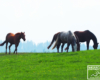 Konie w Bieszczadach na pastwisku - w Wysoczanach w OJ Tarpan mogą się czuć jak na wolności...