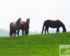 Konie na granicy Bieszczad i Beskidu Niskiego w Wysoczanach - a może tak wybrać się na jazdę konną?