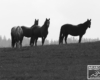 Kształty gór i koni - takie atrakcje czekają na Was w Bieszczadach :-)