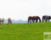 Konie w Bieszczadach po zimowej przerwie wyszły na pastwiska.