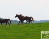 Pomocnik fotografa pogania konie by biegały - w końcu mieliśmy uwiecznić rumakowanie ;-)