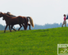 Asystentka fotografa do poganiania koni, aby wykonać zdjęcie w ruchu, bo coś mało żwawe w tym roku... ;-)