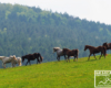 Konie pierwszy raz na pastwisku na granicy Bieszczad i Beskidu Niskiego po długiej zimie.