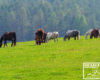 Nareszcie można skończyć z suchym sianem i jeść soczystą trawę na pastwiskach w Bieszczadach :-)