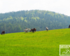 Konie biegające i pasące się na ogromnych łąkach na pograniczu Bieszczad i Beskidu Niskiego.