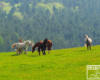Gdy konie po raz pierwszy po zimie są wypuszczone na pastwisko to biegają, kopią nogami, rżą i po prostu pokazują radość z wiosny w Bieszczadach.