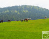 Konie, góry, lasy - tak jest na pograniczu Bieszczad, Beskidu Niskiego i Pogórza Bukowskiego.