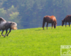 Jedne biegały, a inne wolały w tym czasie jeść pierwszą trawę - wszystkie konie wiosną zadowolone w Bieszczadach.