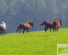Polowanie z aparatem na konie w ruchu w Bieszczadach ;-)