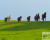 Część stada koni pierwszy raz wiosną na pastwisku w Bieszczadach.