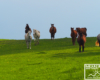 Stado emerytowanych koni - poza jednym wszystkie mają około 20 lat i wspaniałe warunki do życia.