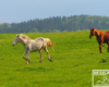 Konie, góry i świeża trawa na wiosnę w Bieszczadach.