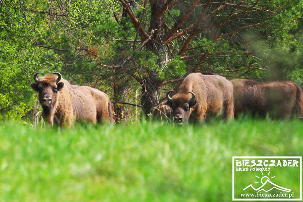 Pierwsze żubry po wieloletniej przerwie zostały sprowadzone w Bieszczady do Mucznego, a teraz w liczbie ponad 600 sztuk można jest spotkać w naturalnym środowisku na terenie niemal całych Bieszczad.