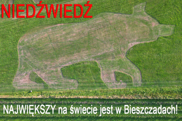 Największy na świecie NIEDŹWIEDŹ w Bieszczadach wykonany kosiarką na trawie - Powiat Leski