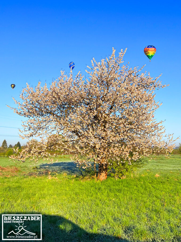 Balony nad kwitnącymi drzewami owocowymi w okolicach Krosna
